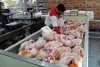 قیمت مرغ تازه و منجمد امروز ۳۰ مرداد ۱۴۰۱